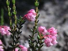 Erica brevifolia