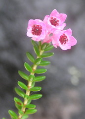 Erica brevifolia