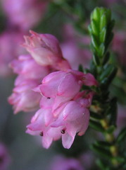 Erica brevifolia