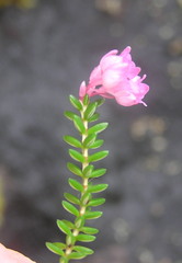 Erica brevifolia