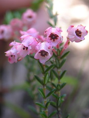 Erica brevifolia