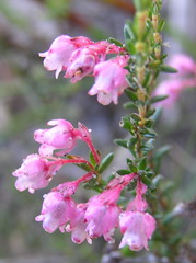 Erica brevifolia