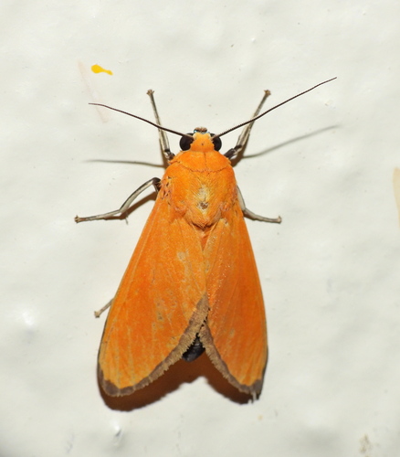 Ormetica latania