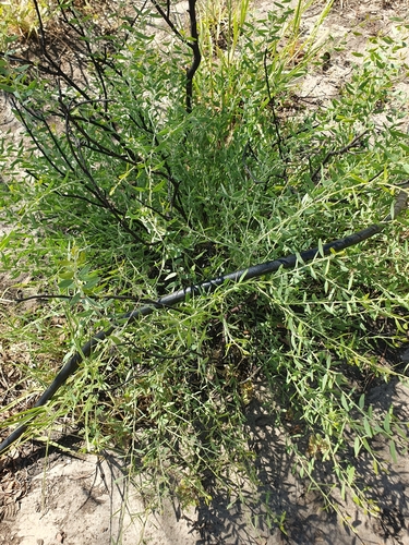 Image of Acacia victoriae by (c) maxark, some rights reserved (CC BY)
