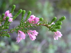 Erica brevifolia