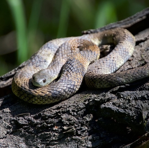 Tiger Snake sighting