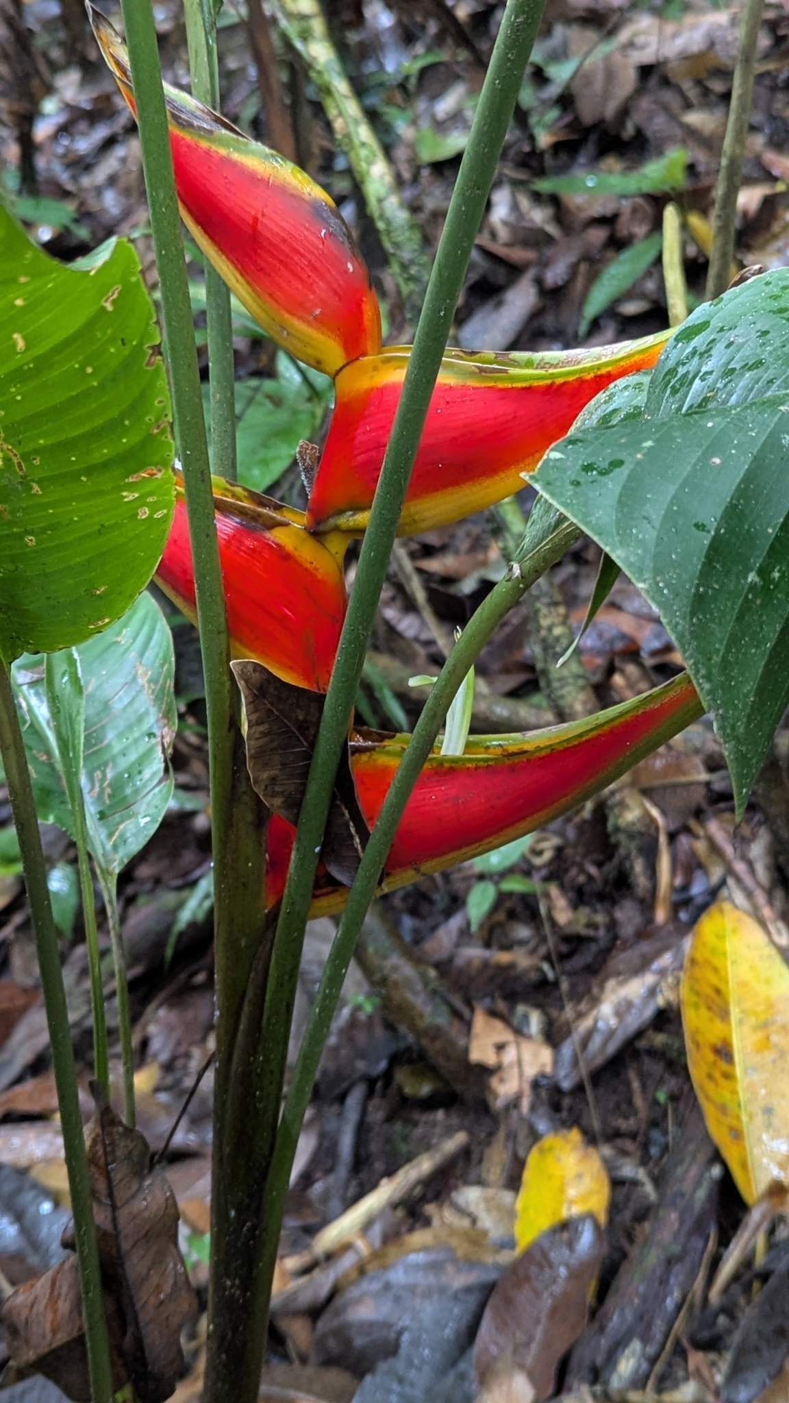 Imagem de Bananeira-de-jardim