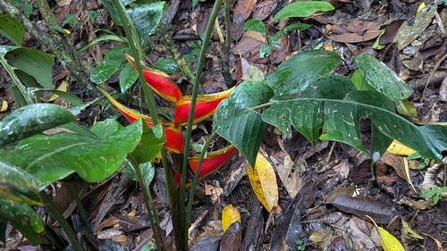 Foto de Bananeira-de-jardim