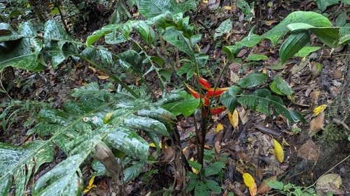 Foto de Bananeira-de-jardim