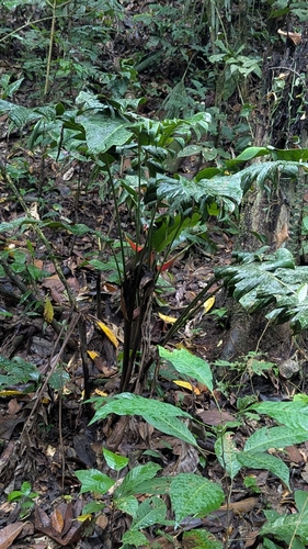 Foto de Bananeira-de-jardim
