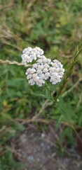 Achillea millefolium
