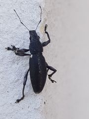 Brachyderes lusitanicus