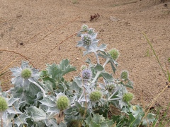 Eryngium maritimum