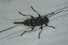 Acanthocinus obsoletus