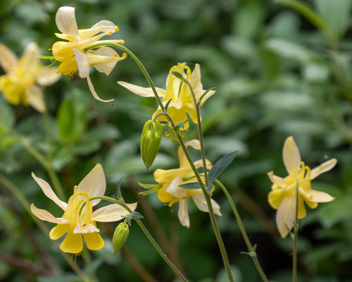 yellow columbine