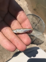 Leuciscinae