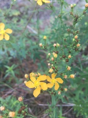 Hypericum drummondii