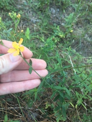 Hypericum drummondii