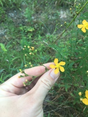 Hypericum drummondii