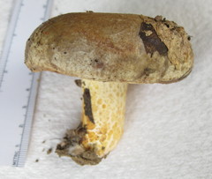 Lactarius romagnesii