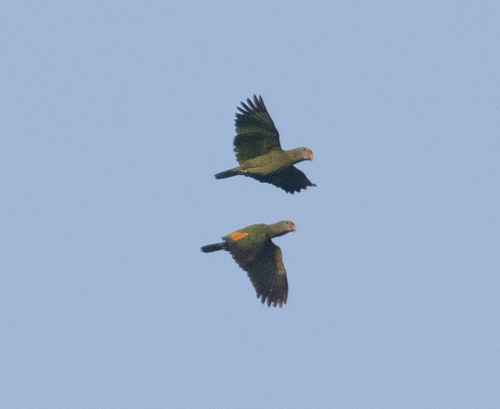 Blue-cheeked Amazon (Amazona dufresniana)