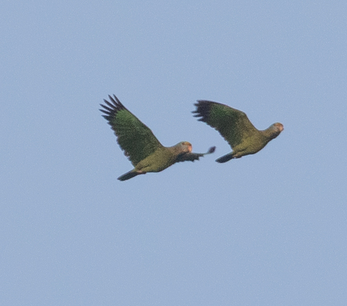Blue-cheeked Amazon (Amazona dufresniana), photo 2