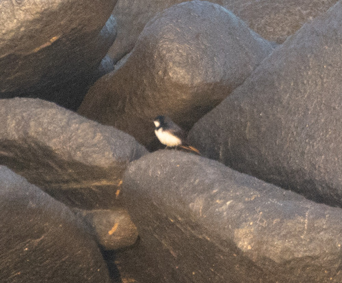Black-collared Swallow (Pygochelidon melanoleuca), photo 3