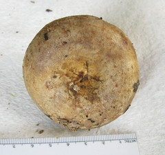 Lactarius romagnesii