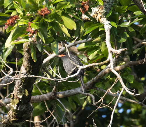 Black Nunbird (Monasa atra), photo 4