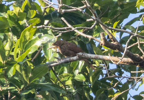 Cinnamon-throated Woodcreeper (Dendrexetastes rufigula), photo 2