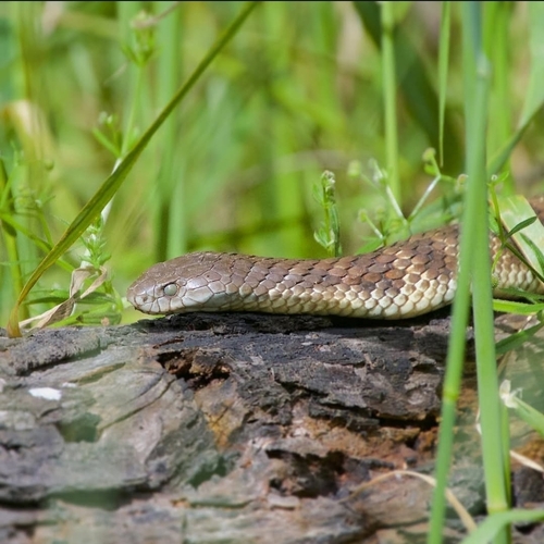 Tiger Snake sighting