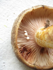 Lactarius romagnesii