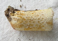 Lactarius romagnesii