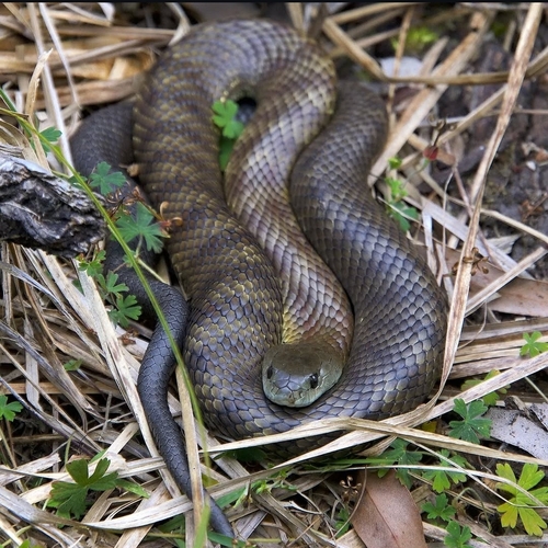 Tiger Snake sighting