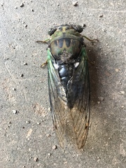 Neotibicen tibicen australis