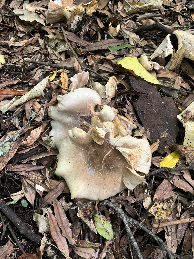 Clitocybe nebularis · January 2025 · photo: © parkecology (iNaturalist, cc-by)