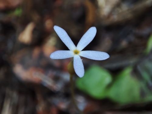 Foto de Flor-de-fantasma