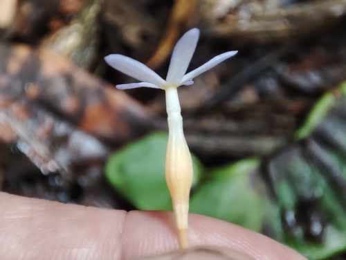 Foto de Flor-de-fantasma