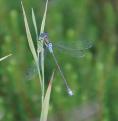 Lestes sponsa