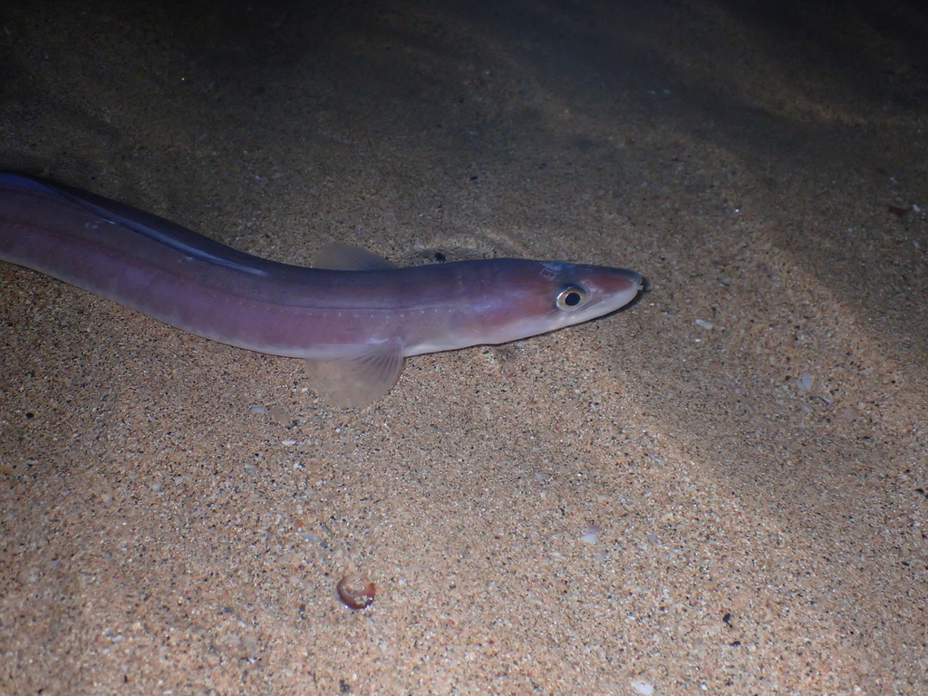 Northern Conger