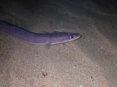 Northern Conger photo 3