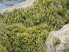 Pelvetia canaliculata