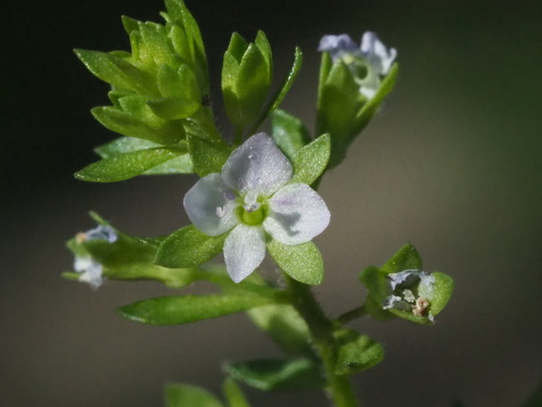 Image of Veronica undulata by no rights reserved