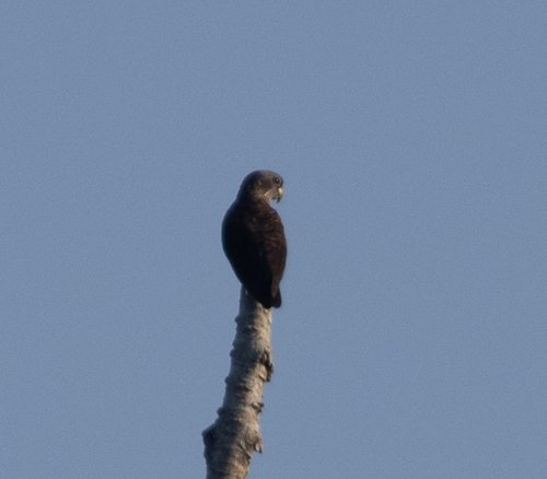 Dusky Parrot (Pionus fuscus), photo 4