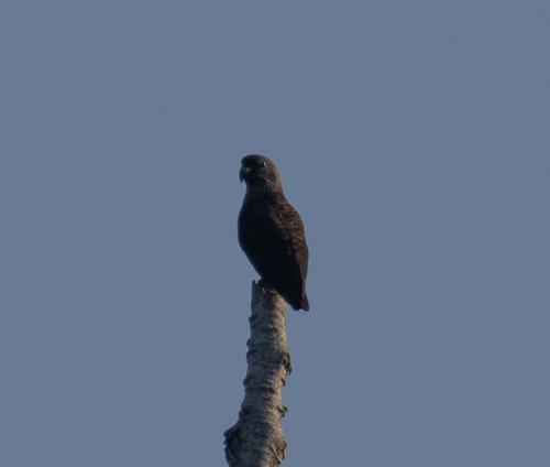 Dusky Parrot (Pionus fuscus), photo 5