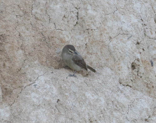 Drab Water Tyrant (Ochthornis littoralis), photo 2