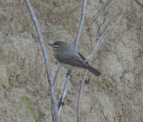Drab Water Tyrant (Ochthornis littoralis), photo 3