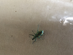 Decasticha decemguttata