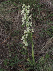 Orchis provincialis