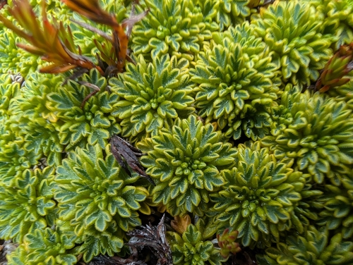 Image of Bolax gummifera by (c) Charlotte Kirchner, some rights reserved (CC BY)